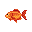 Medium Goldfish