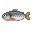 Big Salmon