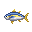 Medium Tuna